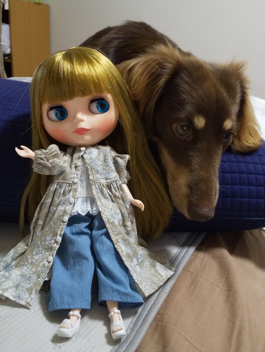 umina99's tweet photo. @ayase_knit 猫ちゃんは無事なんですね☺️

よかった😉

うちの犬も大きくなりました😉よかったら見てください☺️ https://t.co/EsKhR6UhrI