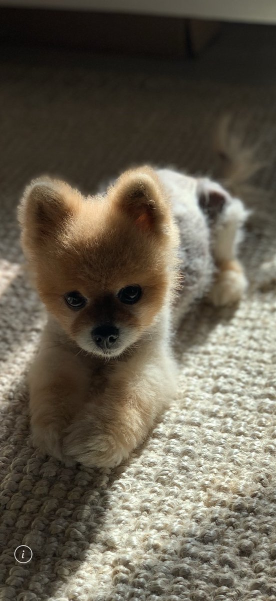solirvine's tweet photo. Said goodbye to little Nugget today. May 6, 2007 - August 13, 2026. Until we meet again… https://t.co/4OlvPRP4ux