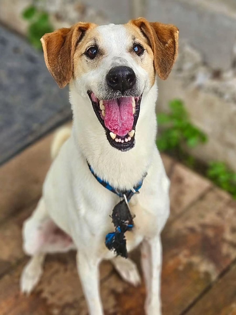 elcampito's tweet photo. 🥺 Desde el 2017, tantos años en el refu que es casi invisible… Y Abel Pintos es uno de los que espera😪

Un dulce compañero, un amigo de todos. Pasaron 9 años de su vida en los caniles del refugio. 

Dale una oportunidad 🙏🏻🧡 Escribinos a adoptantesdelcampito@gmail.com https://t.co/wcvhk7LOZA