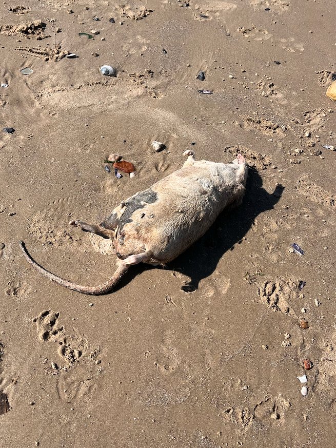DaJusticiero's tweet photo. @dolivera_uy estas aparecen todo el tiempo en las playas
y no veo ni "actuaciones con rapidez" ni "perímetros"
Solo veo basura acumulada y un montón de gente de la intendencia al pedo paseando por las playas haciendo que limpian.
#corruptos #incapaces https://t.co/DQ8ovCJLK1