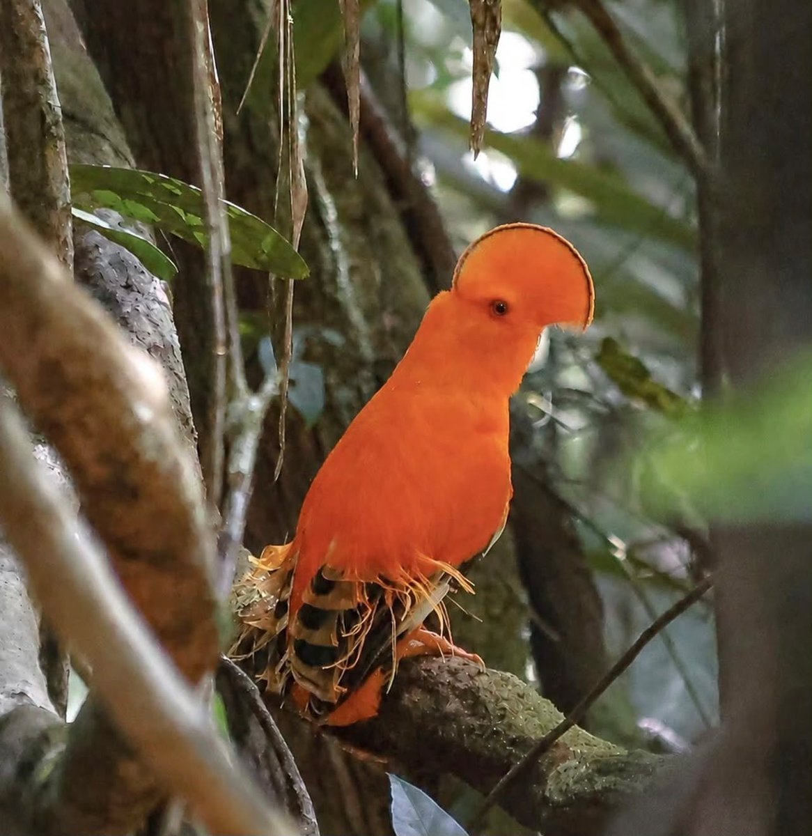 terradagente's tweet photo. #bomdia🧡O galo-da-serra (Rupicola rupicola) mede cerca de 28 centímetros de comprimento. O macho apresenta plumagem alaranjada, enquanto a fêmea tem coloração marrom-escura.

O registro foi feito por Marina Gomes, em Presidente Figueiredo (AM).

#terradagente #aves #animais https://t.co/qHOzex7W7O
