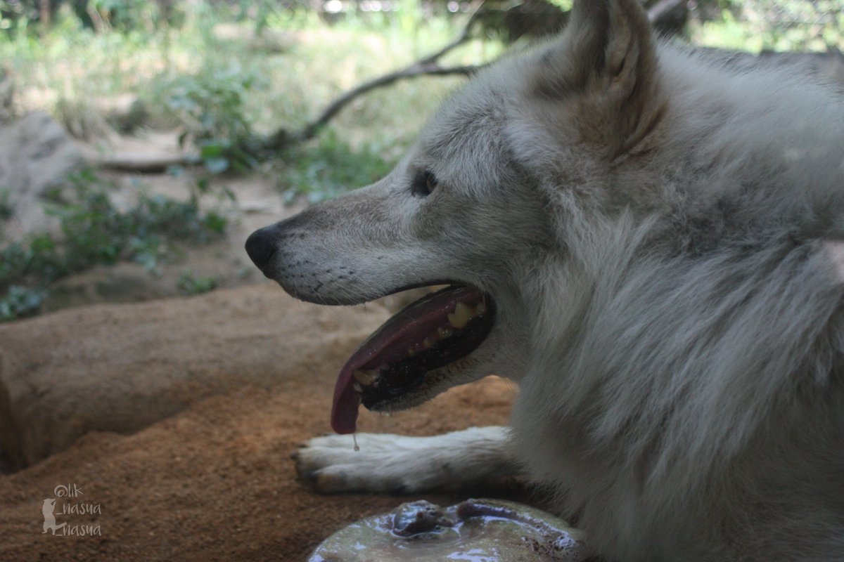 lik_nasua_nasua's tweet photo. #国際オオカミの日
#InternationalWolfDay
大好きだなあ。
考えると寂しいしか言えなくなるから、ただただありがとうを🙏
#とくしま動物園
#シンリンオオカミ #ユウキ♂
#EasternTimberWolf
(2025年8月) https://t.co/C4UEaWE7tJ