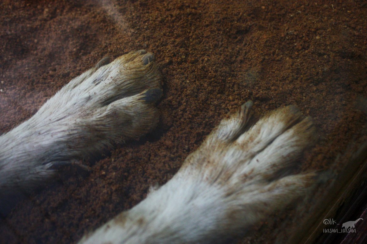 lik_nasua_nasua's tweet photo. #国際オオカミの日
#InternationalWolfDay
大好きだなあ。
考えると寂しいしか言えなくなるから、ただただありがとうを🙏
#とくしま動物園
#シンリンオオカミ #ユウキ♂
#EasternTimberWolf
(2025年8月) https://t.co/C4UEaWE7tJ