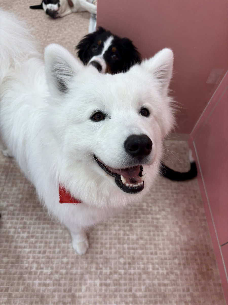 samoyedsmile1's tweet photo. おやつ♬おやつ♬おやつ♬おやつ♬ https://t.co/4MbLnAJHMp