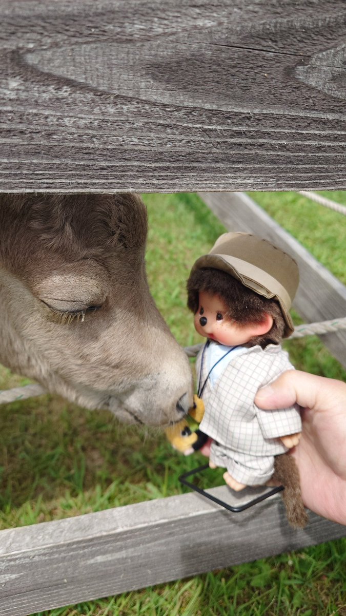 kikuchannel1966's tweet photo. 生まれて間もない子馬さんとのツーショットが撮れました♪
ﾊﾟｼｬｯ! Σp[【◎】]ω･´)
@3dlFAKiPLK86601 https://t.co/gj8nF5ZEXC