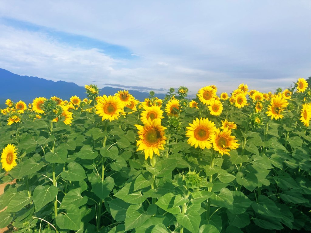 e_chan47's tweet photo. 感動のひまわり畑(^-^)/
夏の日の思い出になりました😢
♯北社市明野町サンフラワーフェス♯ひまわり畑 https://t.co/68JlCmMavu