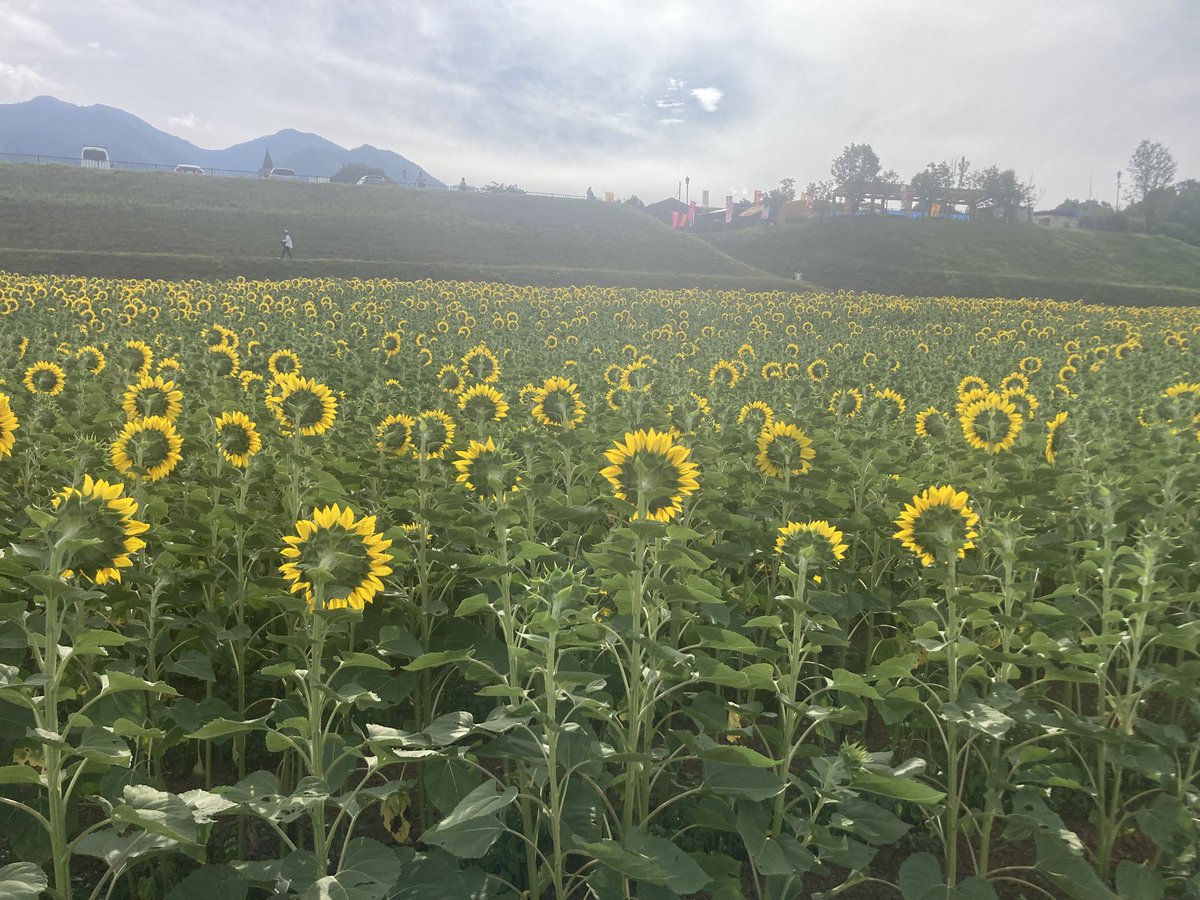e_chan47's tweet photo. 感動のひまわり畑(^-^)/
夏の日の思い出になりました😢
♯北社市明野町サンフラワーフェス♯ひまわり畑 https://t.co/68JlCmMavu