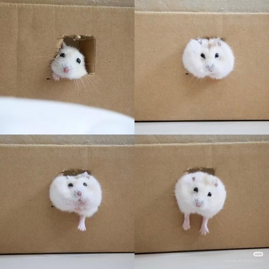 TweetsOfHamster's tweet photo. Too chubby and got stuck https://t.co/TjTkNn0ScS