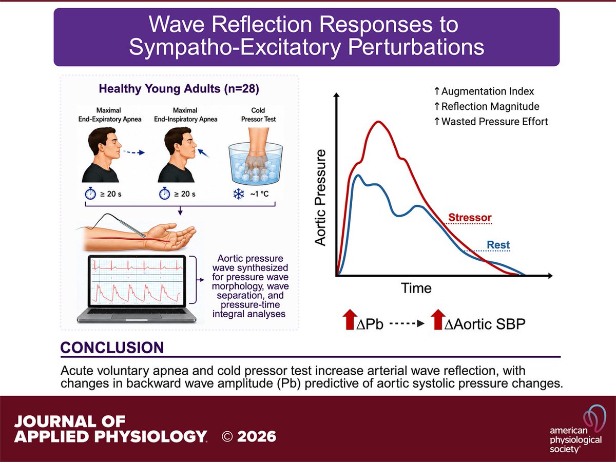 japplphysiol's tweet photo. Research Article by ACE Blalock et al. (@EastCarolina @PennMedicine) #Arterial wave reflections increase during voluntary #apnea and the #coldpressortest, increasing aortic #systolicbloodpressure
https://t.co/z4NPer1cV4 https://t.co/O66vGV4eMW