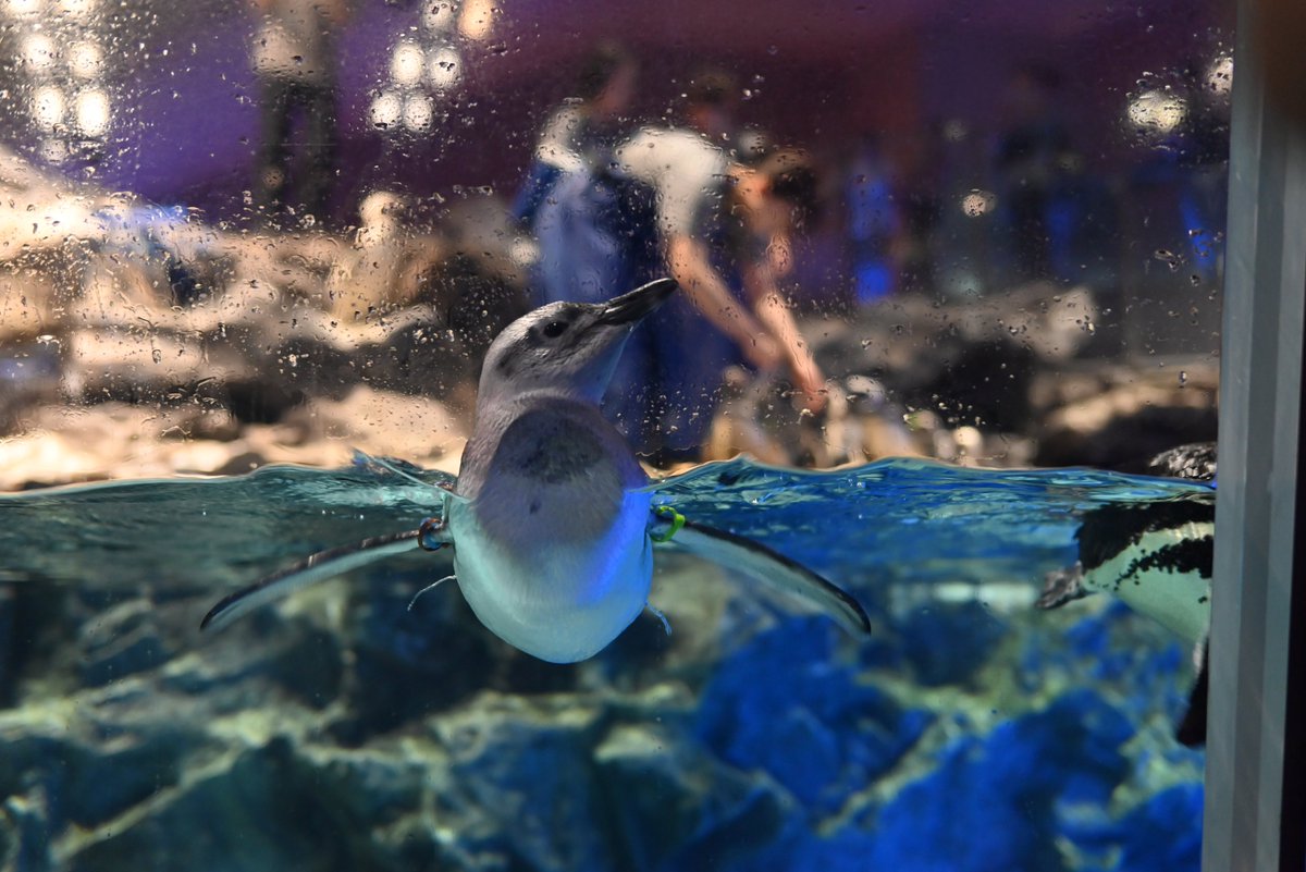iow116_camera's tweet photo. 餌やりタイムだったのに飼育員さんには目もくれずガラスに向かって泳いでるマゼランペンギンの幼体。マイペースすぎて可愛かった。

#キリトリセカイ #写真が好きな人と繋がりたい #NikonZ5 #すみだ水族館 https://t.co/MivRSChyHa