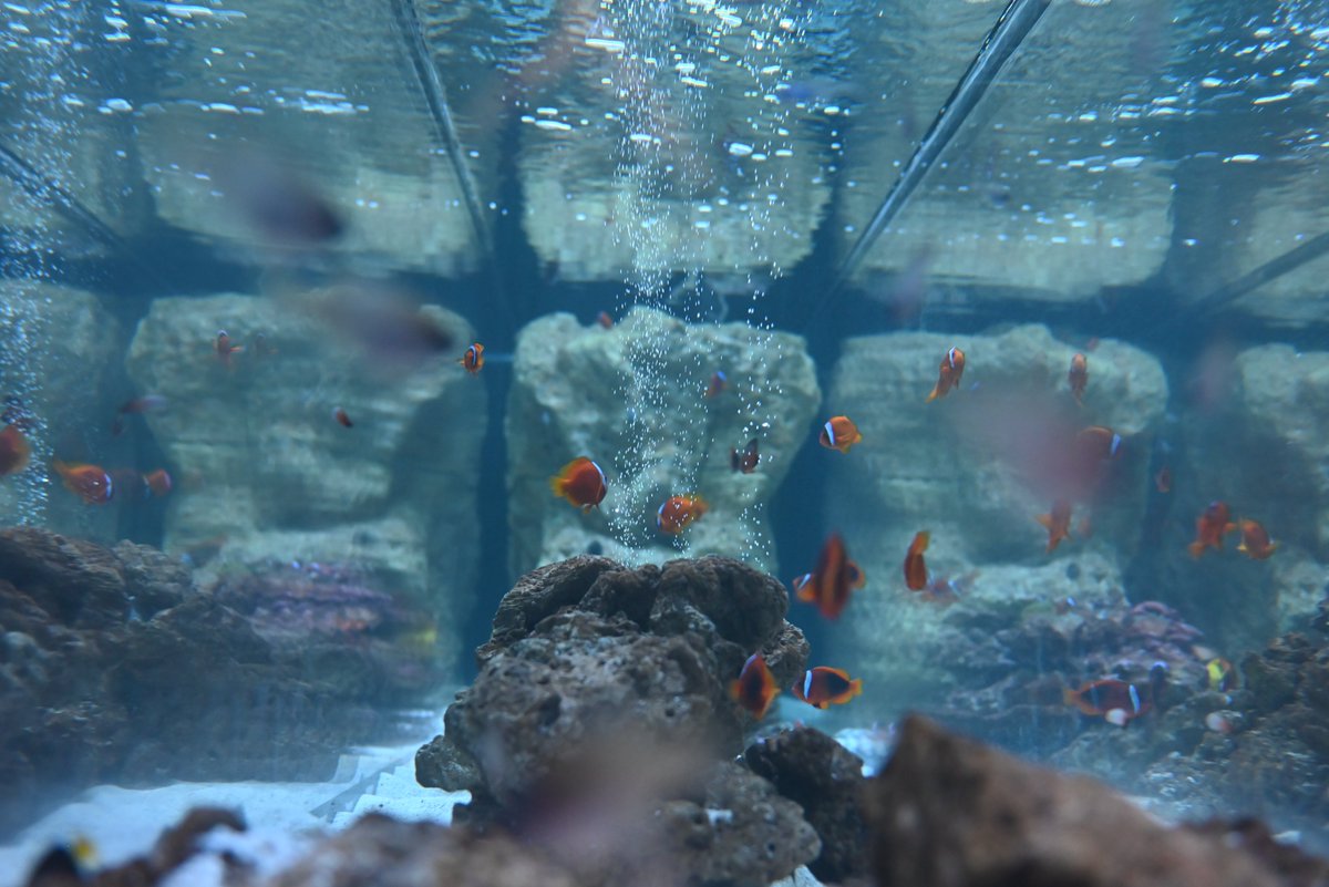 iow116_camera's tweet photo. ハマクマノミ、いろんな角度から撮ってみたけど、水槽の短辺側から撮ったこの一枚が一番しっくりきた。

#キリトリセカイ #写真が好きな人と繋がりたい #NikonZ5 #すみだ水族館 https://t.co/ogtk91sIGb