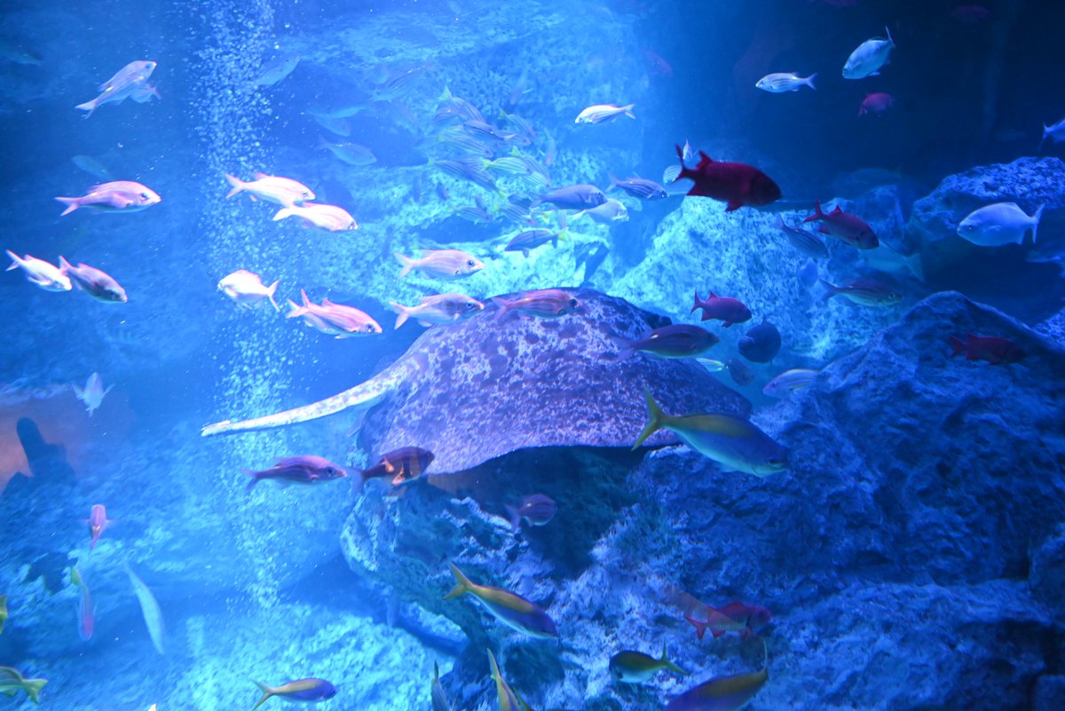 iow116_camera's tweet photo. 岩の上で休んでるマダラエイと、その周りを泳ぐ魚たち。こういう画が撮れると大水槽って良いなと思う。
#キリトリセカイ #写真が好きな人と繋がりたい #NikonZ5 #すみだ水族館 https://t.co/teBLTCLNtL