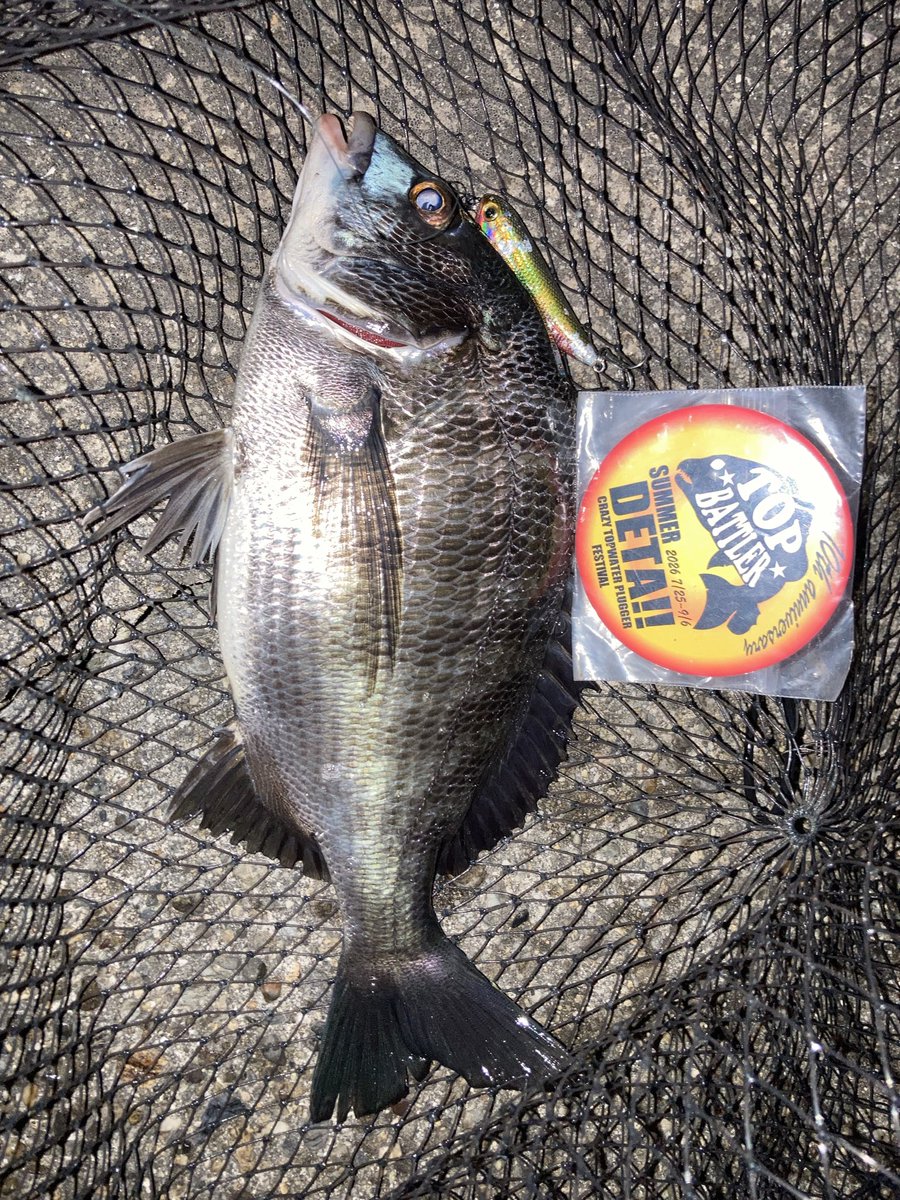 Bora_Jump's tweet photo. 午後の部🎣
やっと反応が良いポイントにあたった！
夕マヅメの暗くなるまでの1時間ほどで、4キャッチ3バラシ誤爆多数！
バラシ多いなぁw🤣

20〜23枚目　サミー65のニセモノ

和歌山

#2026夏DETA https://t.co/5yL8WJ5rXz