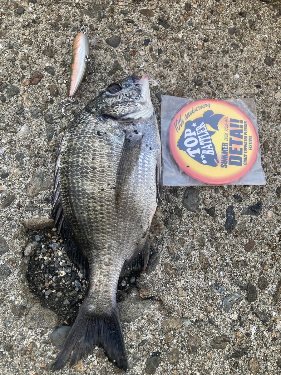 Bora_Jump's tweet photo. 午後の部🎣
やっと反応が良いポイントにあたった！
夕マヅメの暗くなるまでの1時間ほどで、4キャッチ3バラシ誤爆多数！
バラシ多いなぁw🤣

20〜23枚目　サミー65のニセモノ

和歌山

#2026夏DETA https://t.co/5yL8WJ5rXz