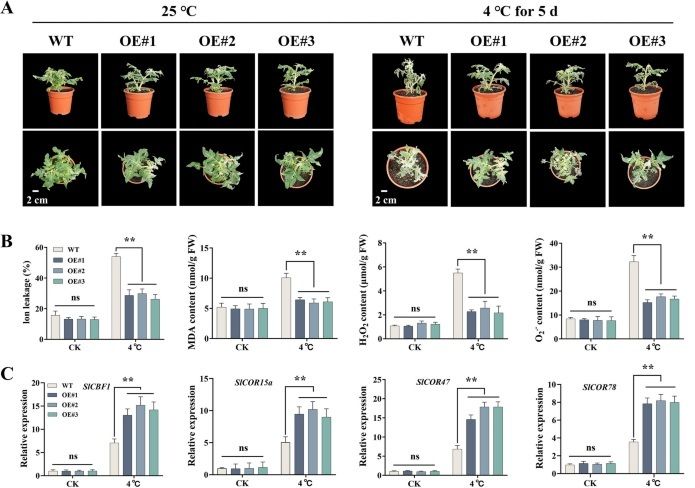 sci_plant's tweet photo. Physiological and transcriptomic analyses reveal HuBBX1 activating the transcription of COR genes to enhance pitaya cold tolerance 

https://t.co/MwGlDvEb2V 
♻️ https://t.co/JKfgFX0KDO