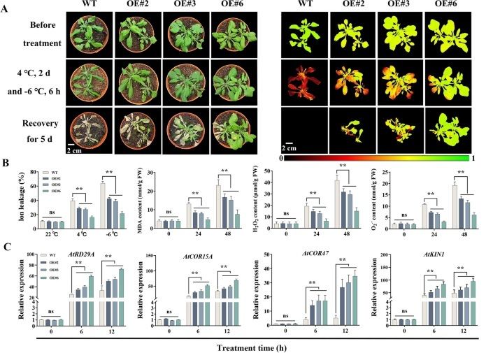 sci_plant's tweet photo. Physiological and transcriptomic analyses reveal HuBBX1 activating the transcription of COR genes to enhance pitaya cold tolerance 

https://t.co/MwGlDvEb2V 
♻️ https://t.co/JKfgFX0KDO
