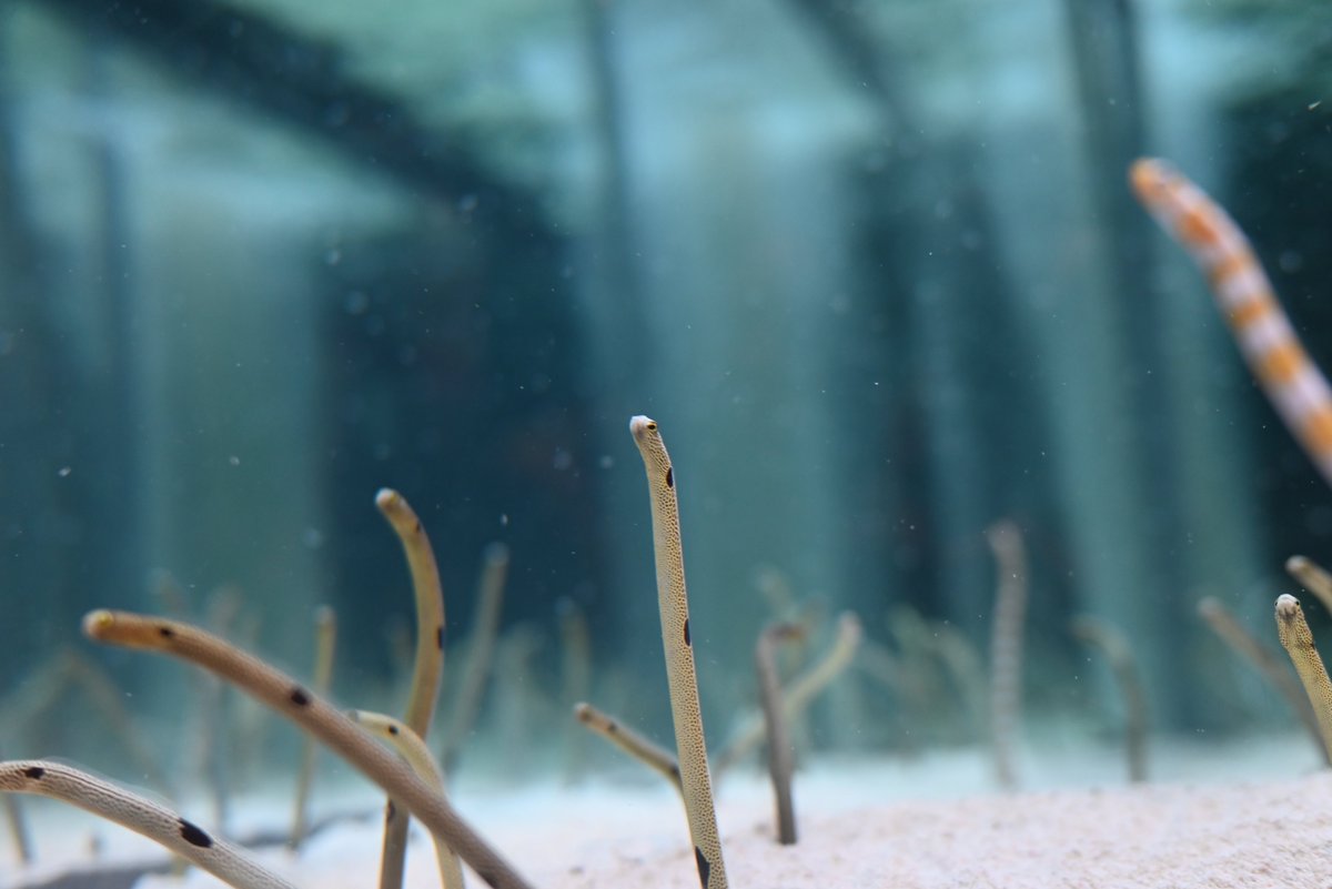 iow116_camera's tweet photo. チンアナゴの餌やりタイムに遭遇、これは初めて見た。横から見たらチンアナゴの森に雪が降ってるみたいだった。
すみだ水族館で撮った写真の中でもかなりお気に入りの写真たち

#キリトリセカイ #写真が好きな人と繋がりたい #NikonZ5 #すみだ水族館 https://t.co/3JJskJyeId