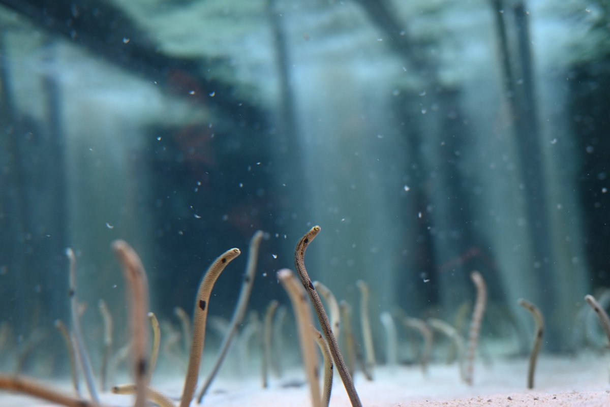 iow116_camera's tweet photo. チンアナゴの餌やりタイムに遭遇、これは初めて見た。横から見たらチンアナゴの森に雪が降ってるみたいだった。
すみだ水族館で撮った写真の中でもかなりお気に入りの写真たち

#キリトリセカイ #写真が好きな人と繋がりたい #NikonZ5 #すみだ水族館 https://t.co/3JJskJyeId