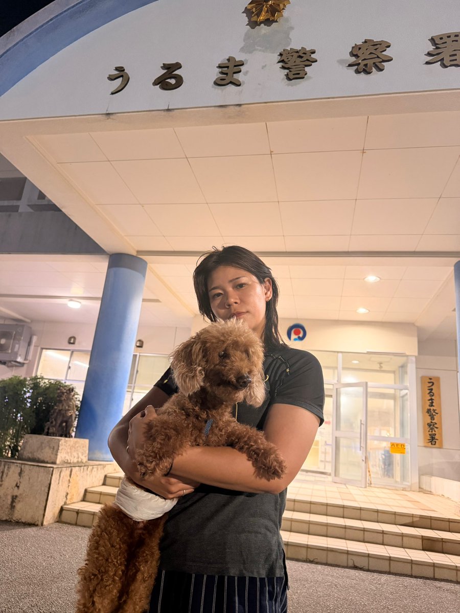 Banzai159's tweet photo. 【拡散希望】迷い犬
13日午後21時頃、沖縄県うるま市 高江洲中学校前
歩道から飛び出してきて、老犬で危険もあった為保護、うるま警察署に届け出ました。

しかし、警察で1日待っても連絡がない場合は保健所に連れていかれてしまうので、一時預かりで知り合いに保護して頂く流れとなりました。

犬種:トイプードル ♂
色:茶
青い水玉網のハーネス、オムツしていました。

可愛がって貰ってたと思います。
飼主さんの元に帰れますよう拡散お願いします。

 #迷い犬  #沖縄