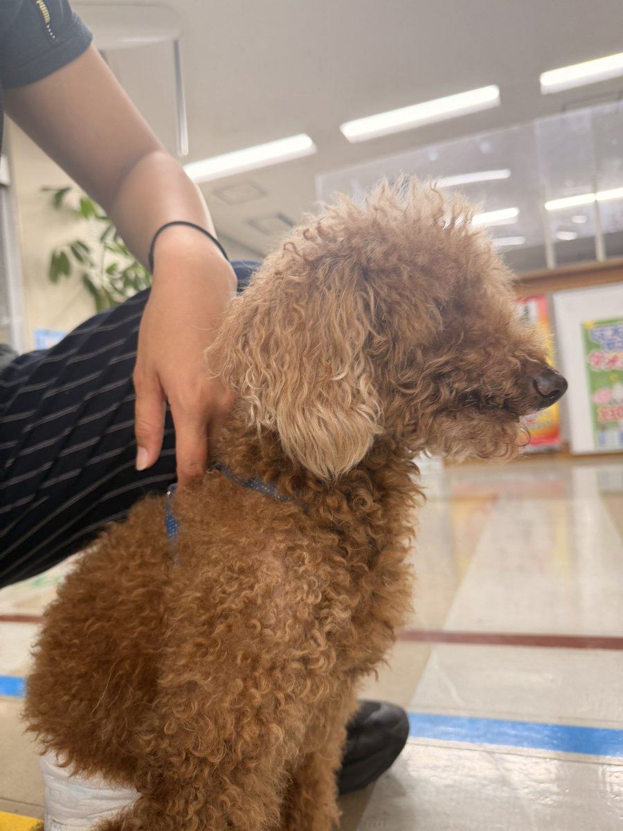 Banzai159's tweet photo. 【拡散希望】迷い犬
13日午後21時頃、沖縄県うるま市 高江洲中学校前
歩道から飛び出してきて、老犬で危険もあった為保護、うるま警察署に届け出ました。

しかし、警察で1日待っても連絡がない場合は保健所に連れていかれてしまうので、一時預かりで知り合いに保護して頂く流れとなりました。

犬種:トイプードル ♂
色:茶
青い水玉網のハーネス、オムツしていました。

可愛がって貰ってたと思います。
飼主さんの元に帰れますよう拡散お願いします。

 #迷い犬  #沖縄