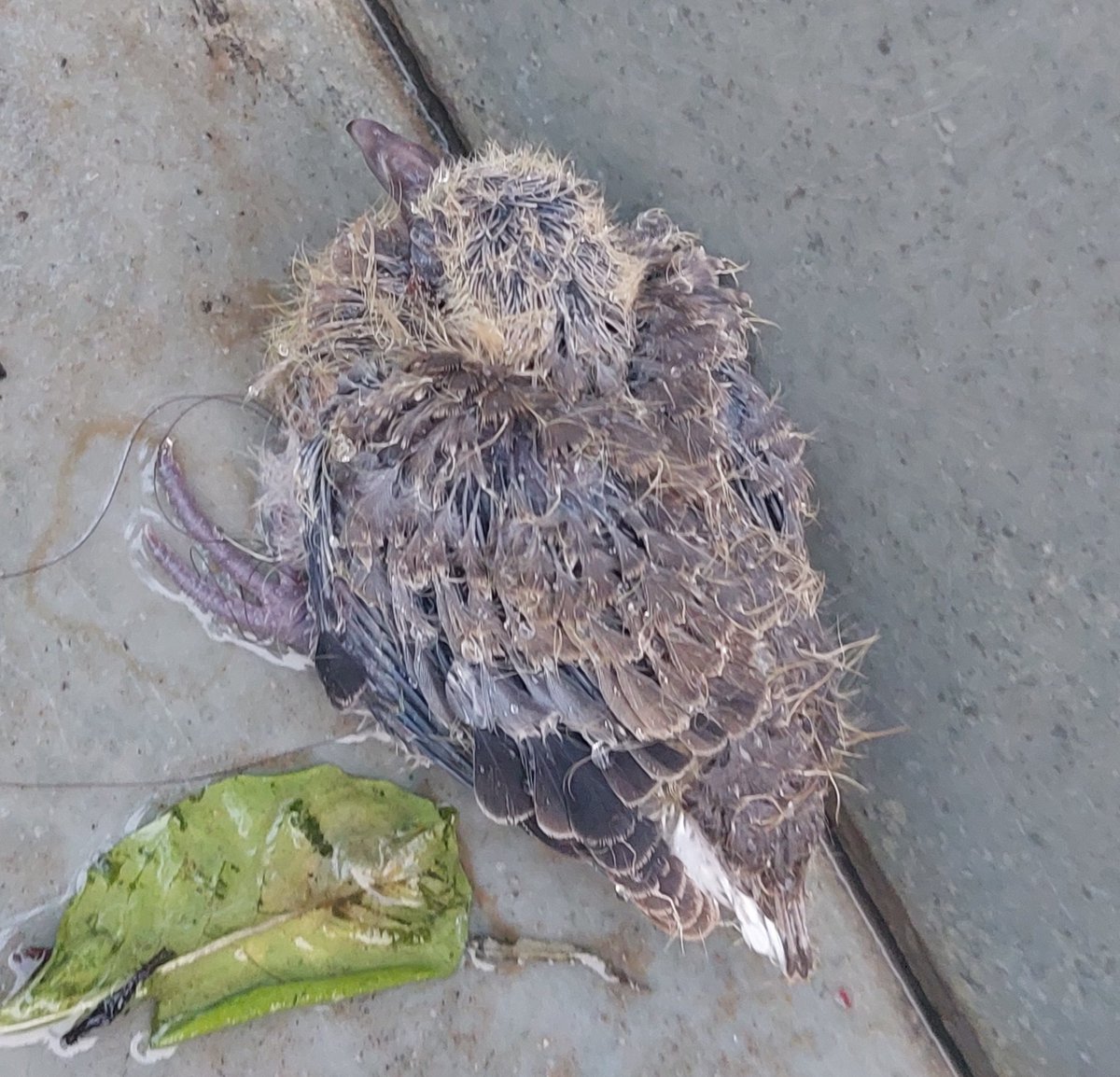 beh_chalaaa's tweet photo. He survived 2 days &amp; 2 nights without parents. He'd just sit alone, quiet. Learned to hop &amp; fly on his own. I had just come inside wondering that he needed a shelter tonight as well. He was healthy, moving around. A cat took him in an instant, as I saw from the kitchen window. https://t.co/Is8ekhs4Hu