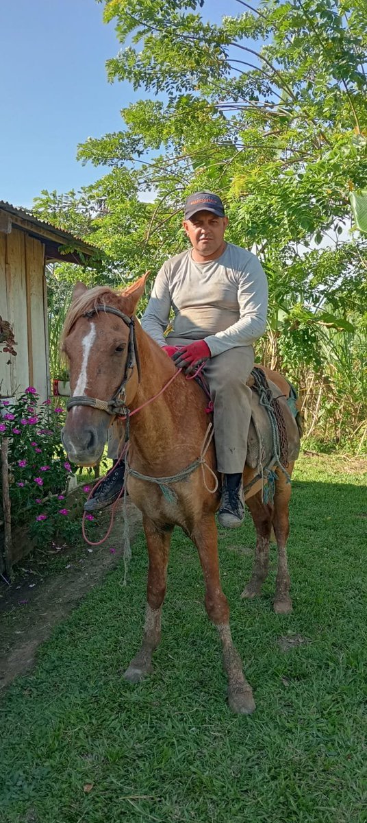 JavierAgronomo's tweet photo. 🌱🐎 Agrónomo en Campo: la agricultura también se vive a caballo. 🌾💚 Orgulloso de trabajar y aprender cada día de nuestra tierra. #AgrónomoEnCampo #CampoColombiano https://t.co/HfAPLmtnD5