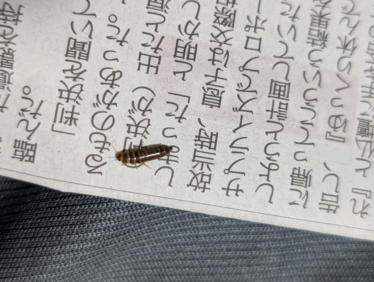 ME_355ml's tweet photo. 持って帰ってきたヒシにくっついてきた謎の幼虫
マルハナノミの幼虫らしい…全く見慣れないデザイン
オサムシやシデムシの幼虫よろしく硬い殻を持ち、俊敏に歩き回っている https://t.co/4ZkuUS4IKQ