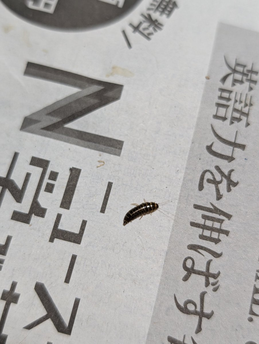 ME_355ml's tweet photo. 持って帰ってきたヒシにくっついてきた謎の幼虫
マルハナノミの幼虫らしい…全く見慣れないデザイン
オサムシやシデムシの幼虫よろしく硬い殻を持ち、俊敏に歩き回っている https://t.co/4ZkuUS4IKQ
