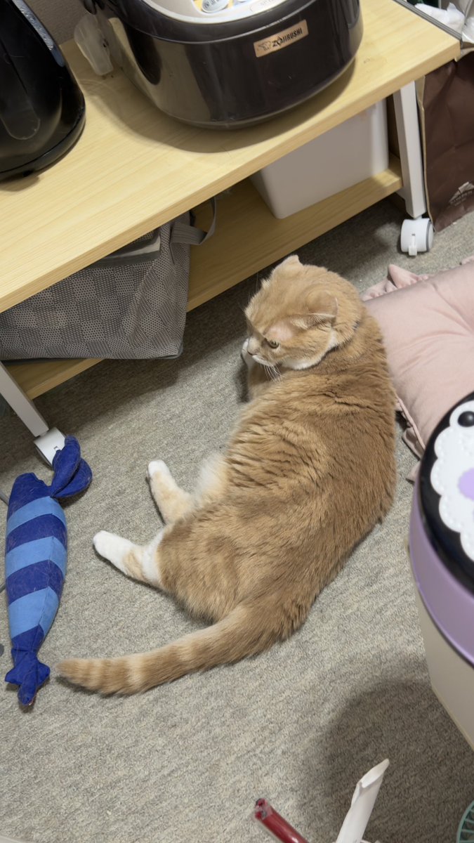 tunamanchi's tweet photo. 千葉県船橋市在住の飼い主
仕事から無事帰宅
電車が動いていないと聞いていましたが、ちょうど駅に着いたら電車が来ていて乗れました
レベル5の特別警報
お腹を空かせたツナブリの為に早く帰りたくて急ぎました
#マンチカン #猫のいる暮らし #猫のいる生活 #猫好きさんと繋がりたい #キジトラ https://t.co/20zttCwADt