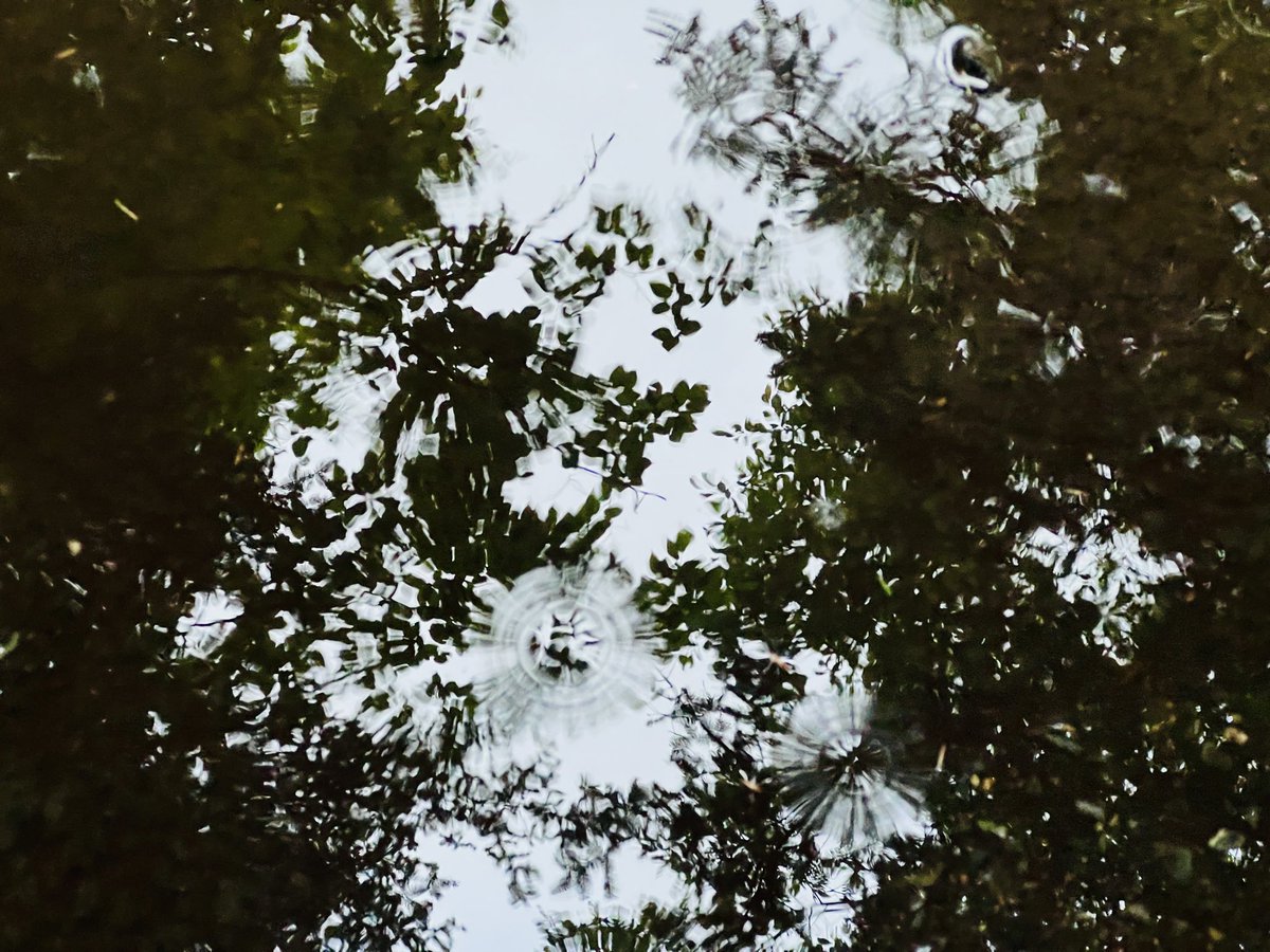 kiki_no_camera's tweet photo. Rippled canopy https://t.co/URLatqivE0
