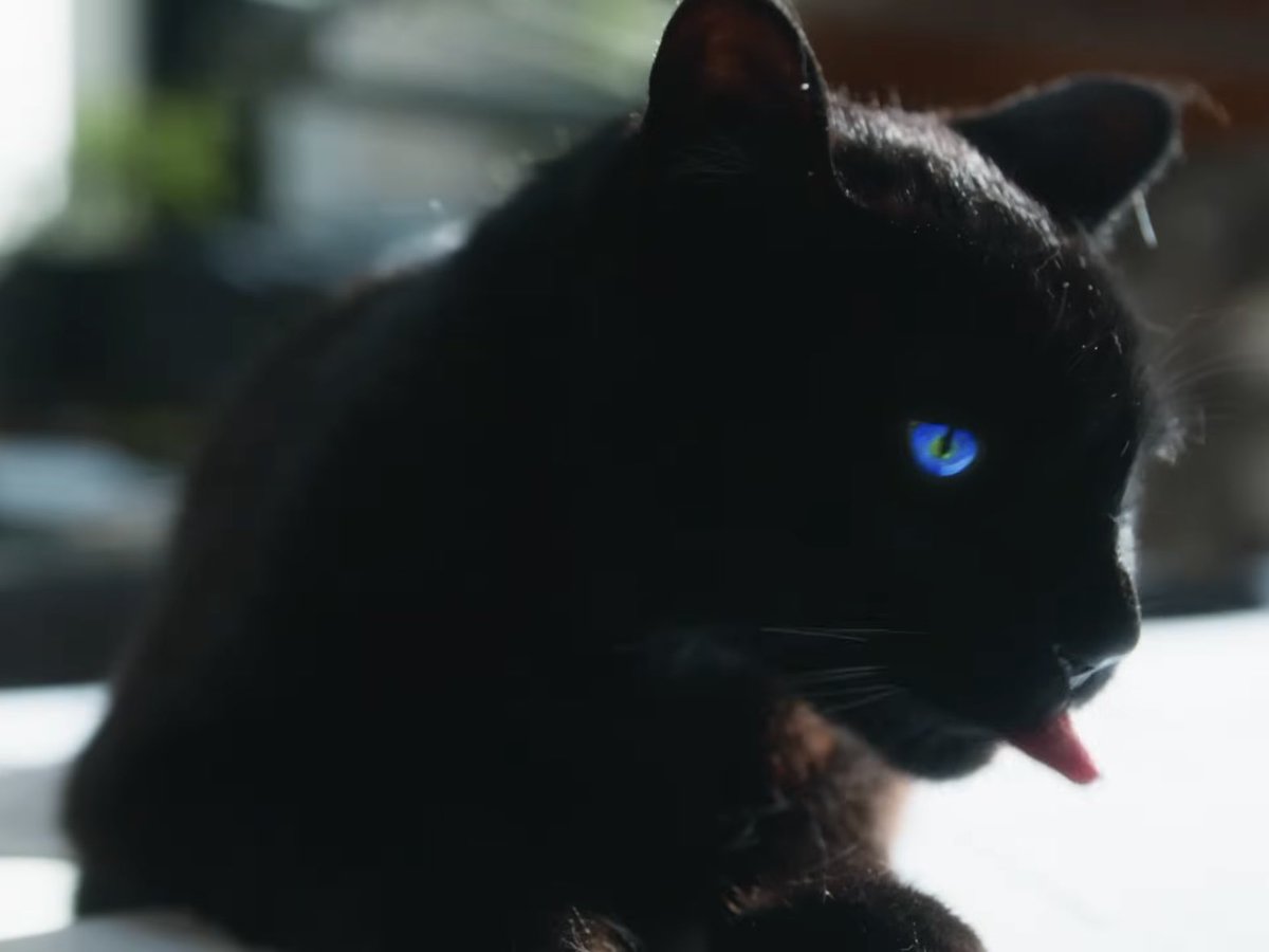 オッドアイ🐈‍⬛…⁈ #BoomBoomBoom