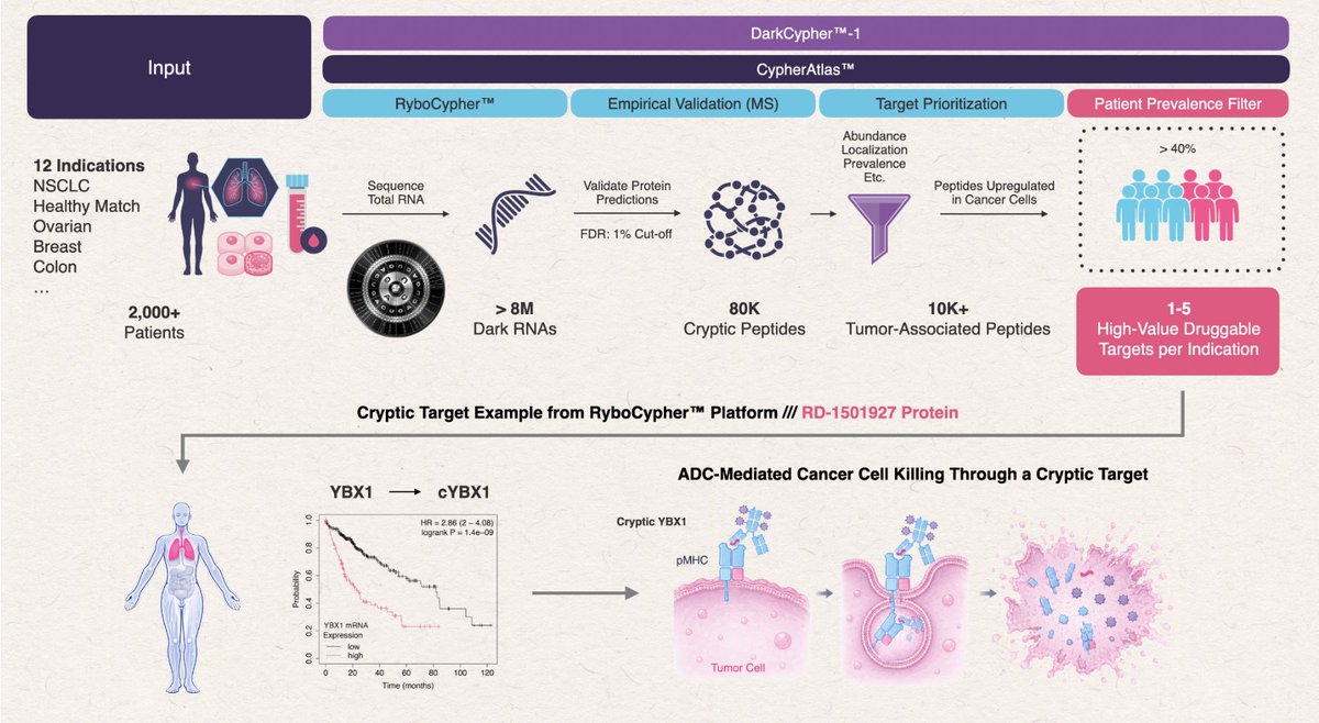 johncumbers's tweet photo. We are not running out of cancer targets. We have been reading the wrong half of the transcriptome.

#SynBioBeta2027 is May 3-5th in San Jose, California, you can learn more about the conference and get your tickets here: https://t.co/8abYWJ18mc

New targets entering the pipeline fell from ~100/yr to ~30 in 2024. RyboDyn's answer is 80,000 cryptic peptides no database had.

"AI could not have guessed this biology existed, because it was never in the training data." Imad Ajjawi, RyboDyn CEO

These conversations happen in the room.

Visit the @SynBioBeta  website to read the full article.