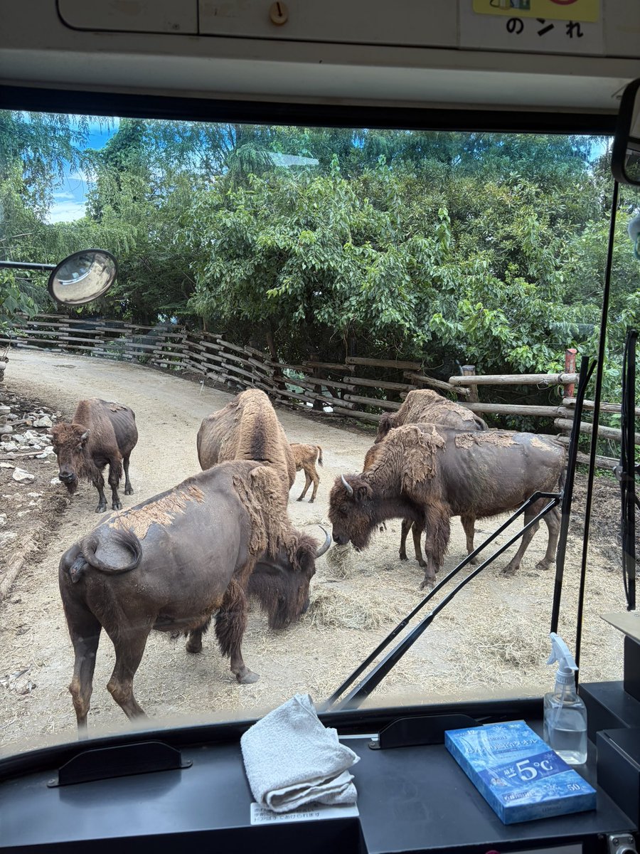 poteko0625's tweet photo. サファリからの草津温泉へ2泊3日で孫孝行。
きっとあちらは親孝行のつもりでしょう💦 https://t.co/T1ih4GzQkE