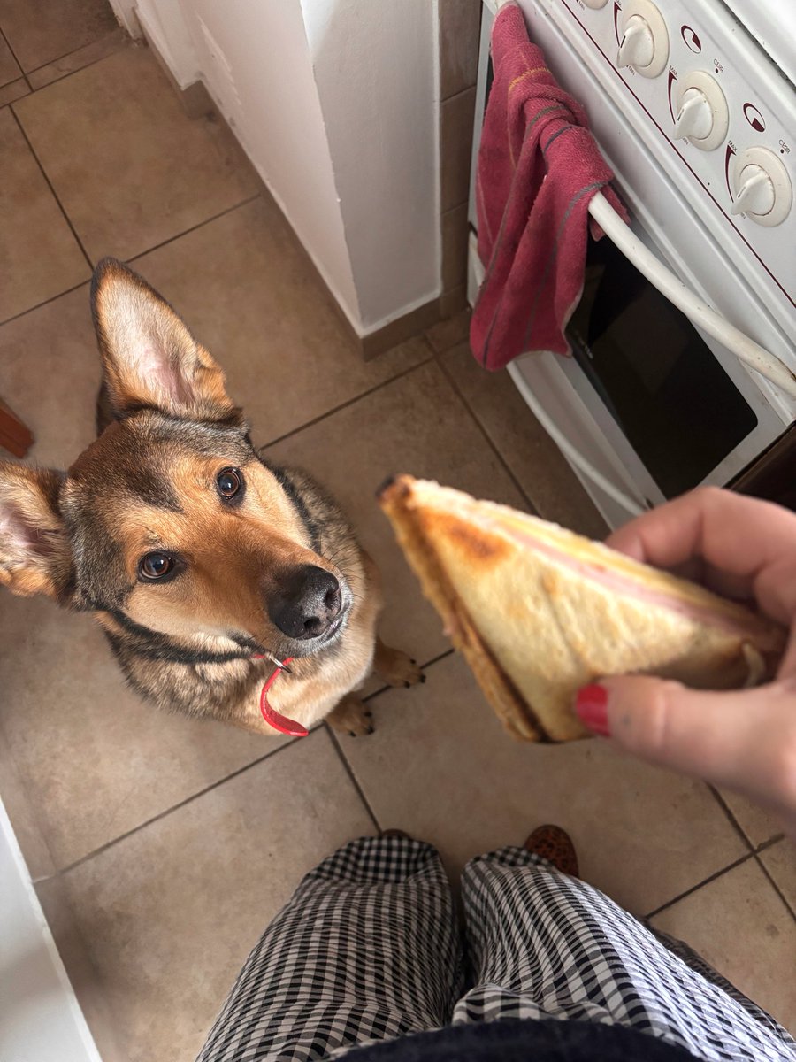aadelalu_'s tweet photo. Me quedé sin alimento balanceado así que acá estamos los dos de chill merendando tostaditos https://t.co/THEmMN3E25