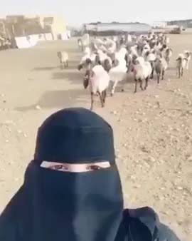 Issei1662037's tweet photo. @Yoyo47377788932 @NizamuddeenAasi @Viglnthindutva That's because Bucks 🐐 are  horny for our Muslìmah sisters.
So it's only way we get revenge on these Bucks we fuck Goats https://t.co/1g4K2sQfsk