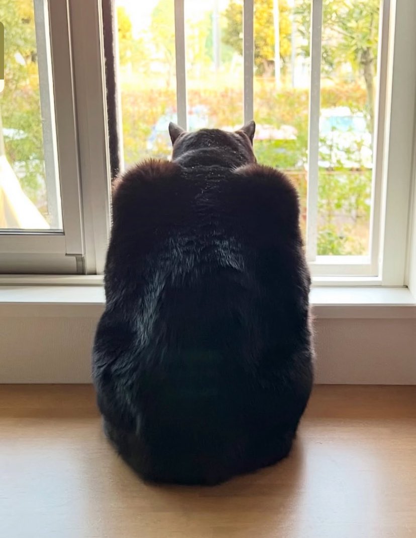 lavenderfinds's tweet photo. Batman is birdwatching https://t.co/MKcO8TLKON