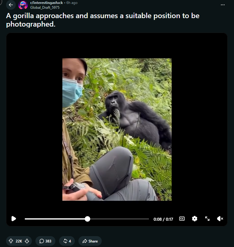 aiwuwtz's tweet photo. 22k UPVOTES IN 6 HOURS and it's a LITERAL gorilla trying to rizz up this caretaker woman

Look at his pose people are calling him the "Gorizzlla" in the comments

He's so viral and funny it's so free

https://t.co/4l5spUUave