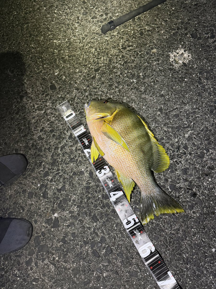 t43409840's tweet photo. 自分の親父が青シブ釣ったのやばい
自分はシブダイ3枚上げた👍 https://t.co/Y2hrpsOieG
