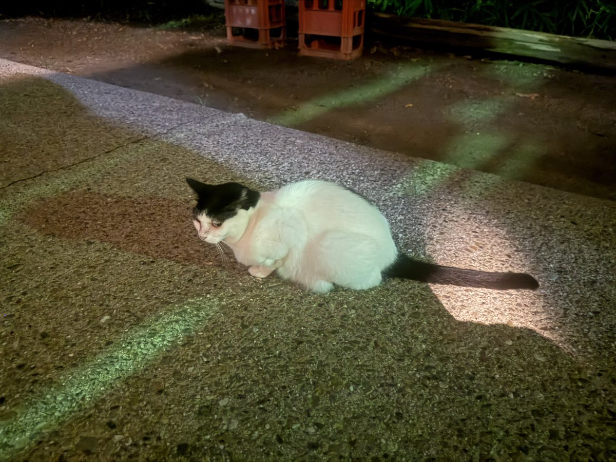 satoshi46shiku's tweet photo. #日常 #日常垢
今年も京都伏見稲荷大社山頂まで登ってきたー。
猫触ることできたし間近で見れた可愛かったー https://t.co/NdzUcrATT1