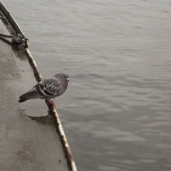 _BOUNDLEVERAGE's tweet photo. @AmalthealLCB o  —  oh,  really  ?  okay,  just  let  me  look  into  my  ……  okay,  here  !  pigeon  !  …  and  uh,  here's  also  some  koi  fish. https://t.co/GDwofJhSwT