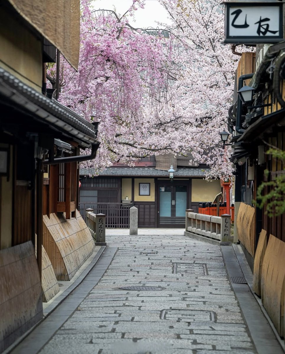 stopdropitlow's tweet photo. Woke up to golden sunlight filtering through cherry blossoms at a tiny Kyoto temple—this quiet morning is worth every early wake-up! https://t.co/ZFVgwyR0Gh