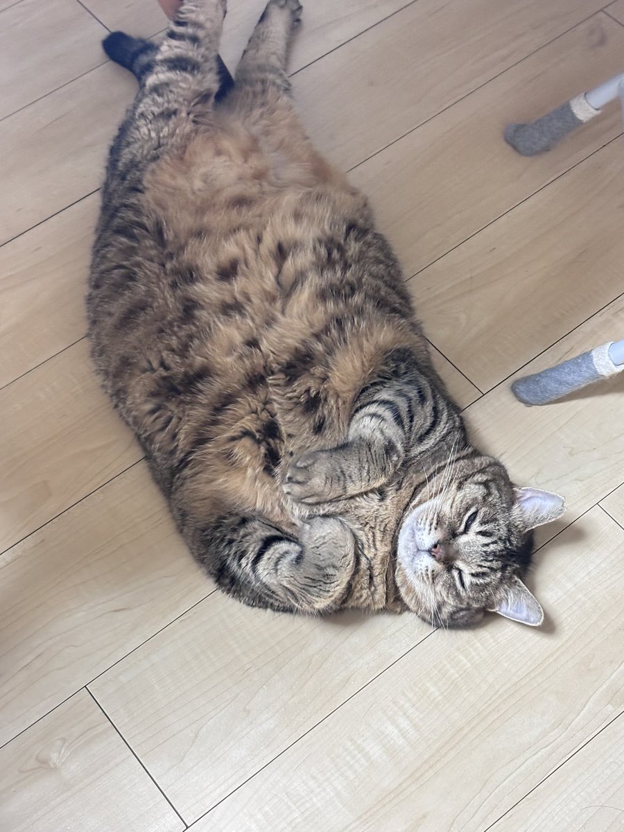 nil_imim's tweet photo. @Hajicos_1095 そうだよ~！サクノスケ！🐱
相変わらずゴロゴロｗ https://t.co/V4xBz4oskX