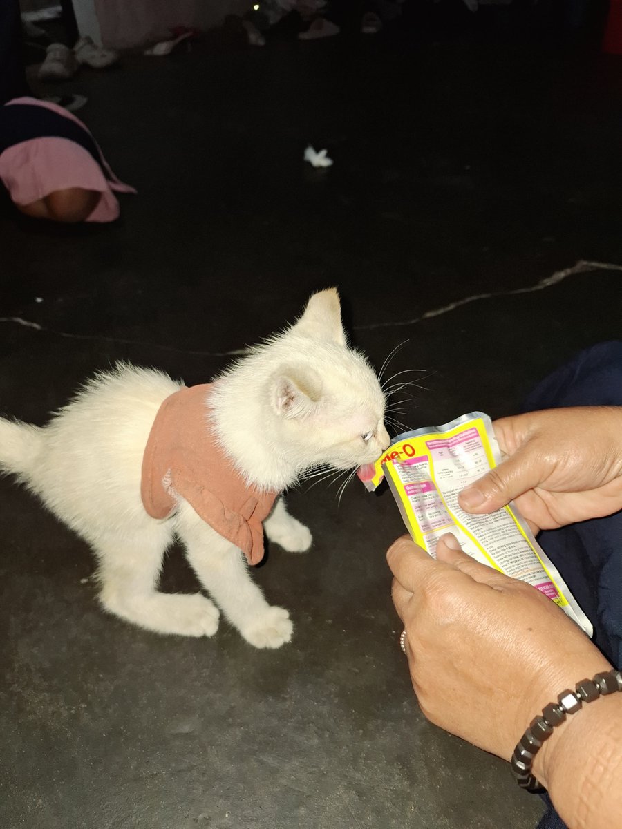 palmmsugaar's tweet photo. THREADS, PLS DO YOUR MAGIC 🪄 

Malem ini lewat perumahan pasadena, tepatnya jl. candi penataran utara sebelum burjo praya ada kitten ketakukan di pinggir jalan dan mencoba nyebrang, hampir ketabrak kami. langsung kami rescue dan bawa ke rumah karena berbahaya kalau sendirian di- https://t.co/27RUJGO7eY