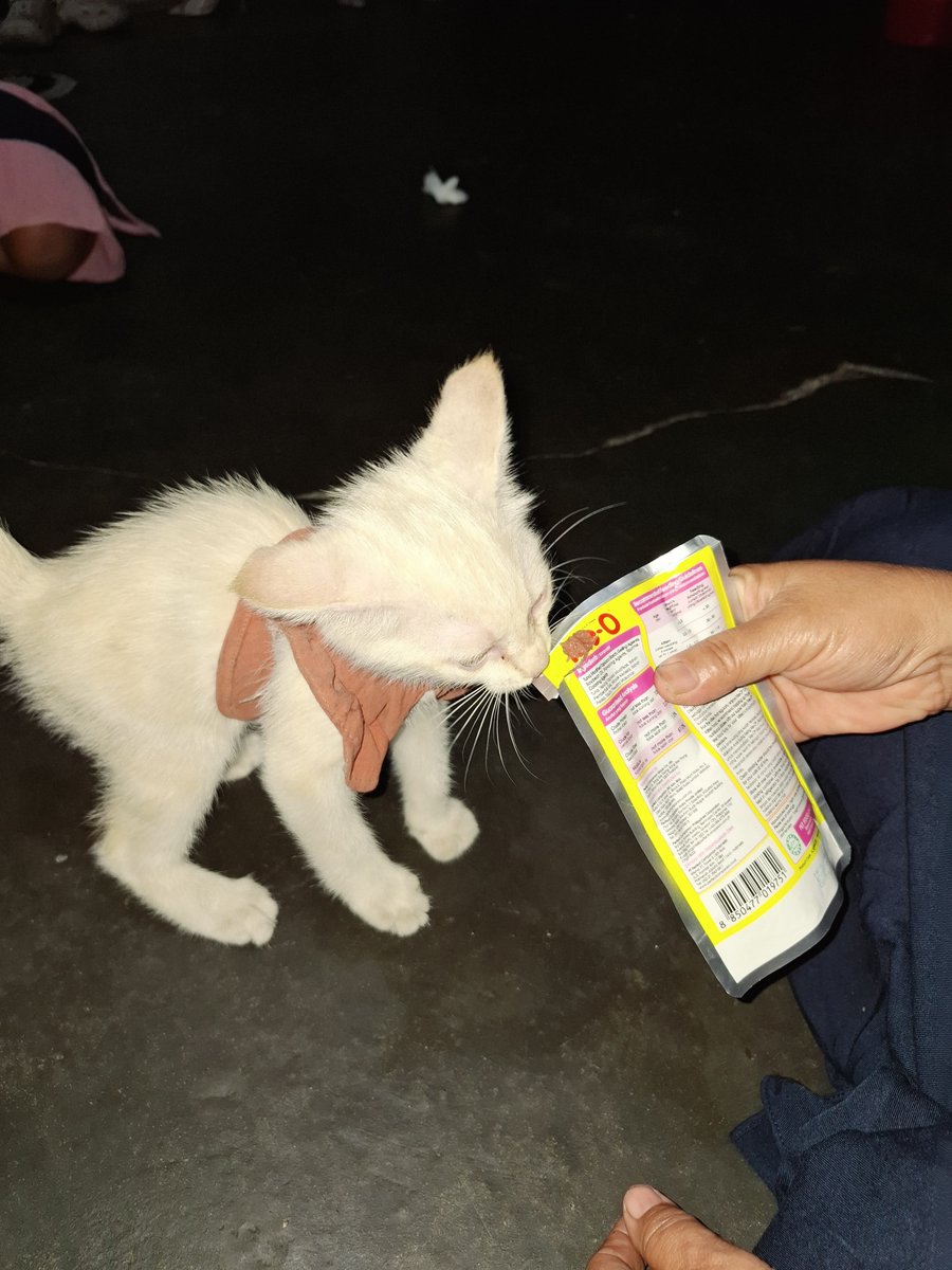 palmmsugaar's tweet photo. THREADS, PLS DO YOUR MAGIC 🪄 

Malem ini lewat perumahan pasadena, tepatnya jl. candi penataran utara sebelum burjo praya ada kitten ketakukan di pinggir jalan dan mencoba nyebrang, hampir ketabrak kami. langsung kami rescue dan bawa ke rumah karena berbahaya kalau sendirian di- https://t.co/27RUJGO7eY