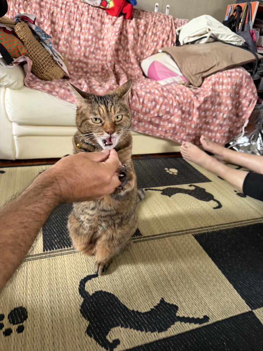 utinonekoneko's tweet photo. さすがに6日もおると人見知りのニャンズもなれるよね〜

オトンもオカンも��家族も猫大好きやからもうメロメロ♡♡

あたしも旦那っちも太ったけど…ニャンズもみんなに甘やかされて…太った← https://t.co/UUUHAED1ap