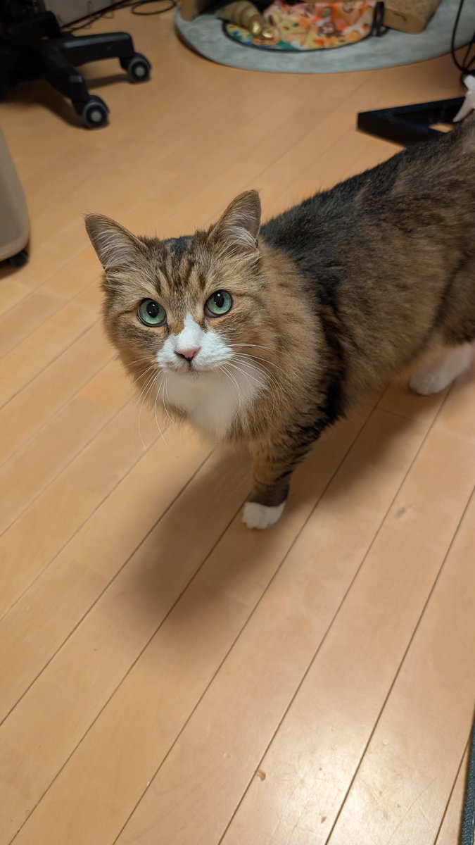 22_Erinyan's tweet photo. にゃ🐱 https://t.co/wtFvPZfXXc