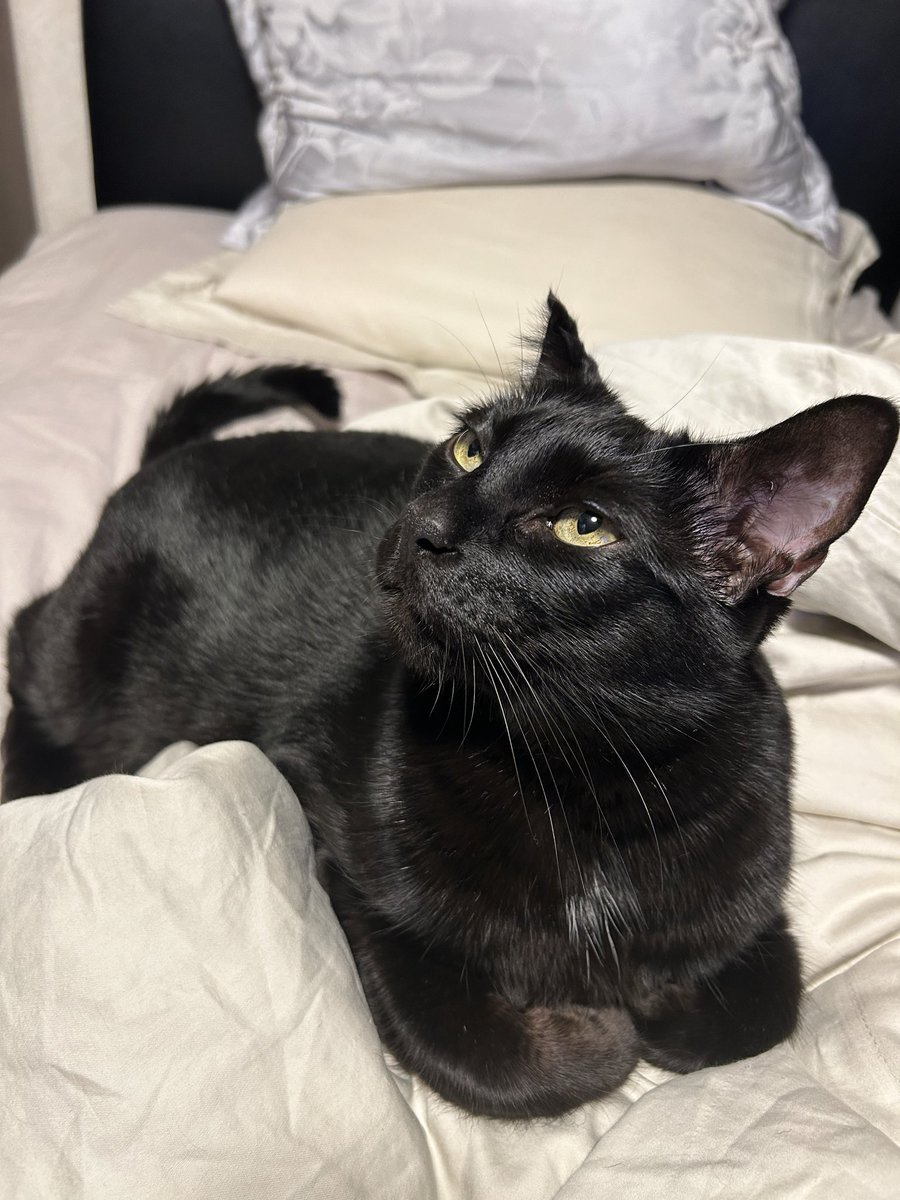 Kuroneko_Levi13's tweet photo. 8キロの猫ですが……
血液検査の結果肥満ではなく
筋肉質との事でした。 https://t.co/gP2E9lmpFK