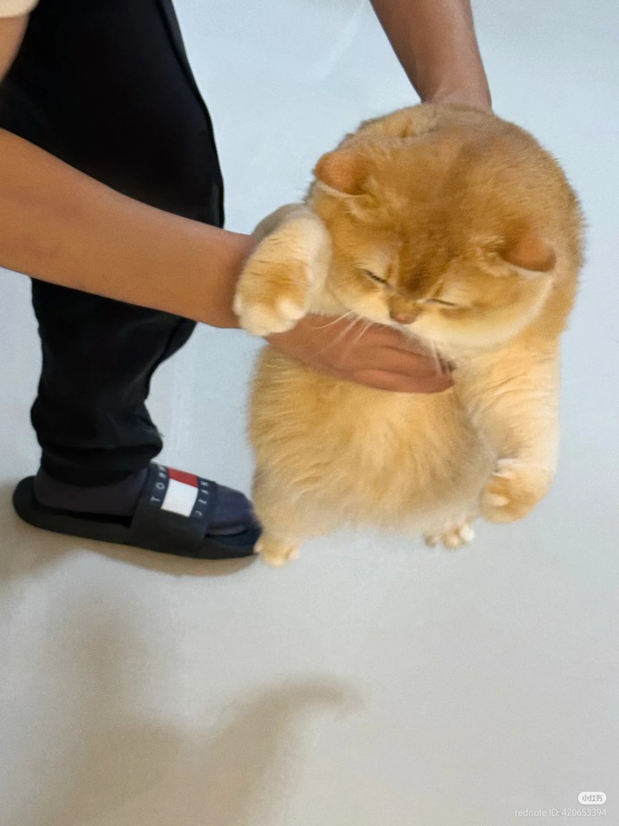 nocontextscats's tweet photo. chonky baby https://t.co/ZBjeCHhNq4