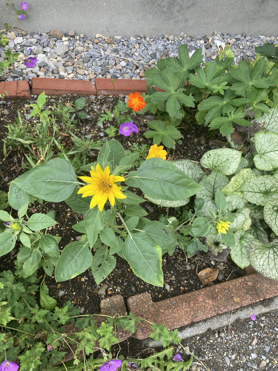 bragi_sp's tweet photo. 最近の花壇 https://t.co/4754MQJpLC