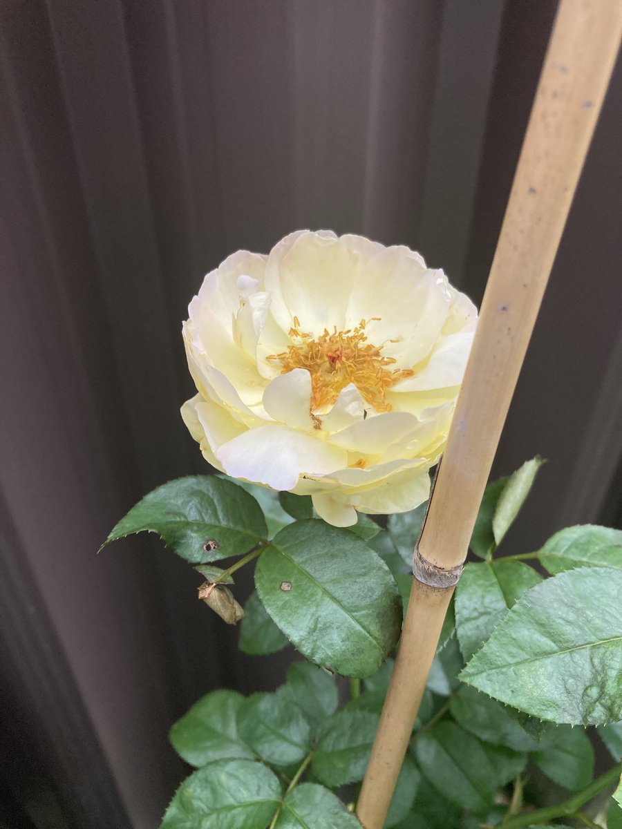 bragi_sp's tweet photo. 最近の花壇 https://t.co/4754MQJpLC